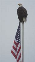 Image result for Bald Eagle On Flag Pole
