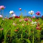 Image result for Summer Flowers Wallpaper HD