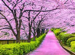 Image result for Cherry Blossom River Japan