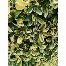 siepe da vaso pianta di euonymus aurea pianta da siepe arredo giardino siepe da vaso pianta di euonymus aurea pianta da siepe arredo giardino