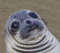 Image result for Silly Seal GIF