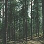 Image result for Green Forest Aesthetic Laptop