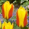Image result for Tulipa First Love