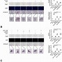 Image result for 4C and 5C Chromatin