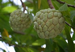Image result for Annona Fruit