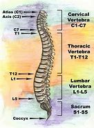 Image result for c3 point on spine