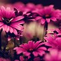 Image result for Desktop Flowers