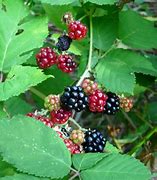 Image result for Himalayan BlackBerry Invasive