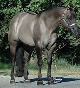 Image result for Grullo American Quarter Horse