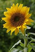 Image result for Sunflower Lock Screen