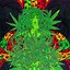 Image result for Cool Stoner Wallpapers Galaxy