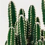 Image result for Wallpaper 4K Cactus Cute