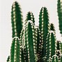 Image result for Cactus Wallpaper