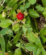 Image result for Duchesnea indica
