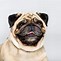 Image result for Dogs Like Pugs