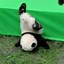 Image result for Baby Animals Panda Bear