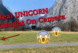 Image result for Real Unicorn Found