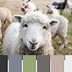 Image result for Fresh Top Colors