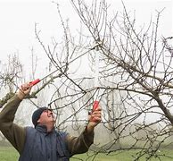 Image result for apples trees prune shear