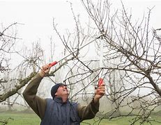 Image result for apples trees prune shear