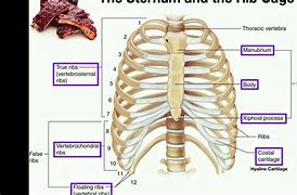 Image result for Rib Cage and Sternum