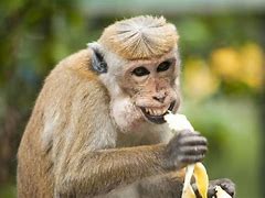 Image result for Animals Eating Bananas