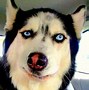 Image result for Funny Dog Expressions