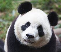 Image result for Chinese Giant Panda