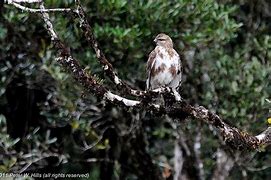 Image result for Buteo brachypterus