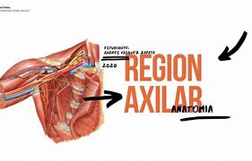 Image result for axilar