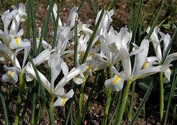 Image result for Iris reticulata Natascha