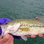 Image result for Sea Bass Fishing Lures