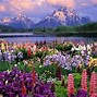 Image result for Cute Spring Flowers Background