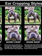 Image result for Bat Ears American Bully