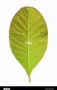 Image result for Oval Tree Leaf Identification
