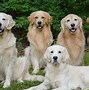 Image result for perros