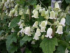 Image result for Clematis Rehderiana