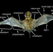 Image result for Bat Diagram