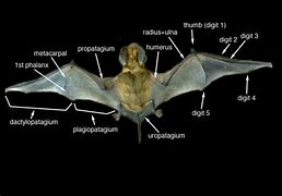 Image result for Bat Carpals