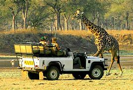 Image result for Botswana Safari