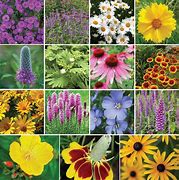 Image result for All Perennial Wildflower Seed Mix