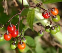 Image result for Wild Poisonous Plants