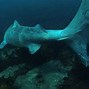 Image result for Greenland Shark Poisonous