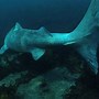Image result for Greenland Shark Meat Poisonous