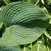 Hosta Blue Umbrellas-க்கான படிம முடிவு