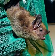 Image result for Big Brown Bat Baby