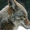 Image result for cayote