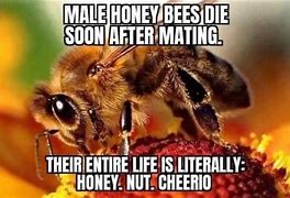 Image result for Bee Looking Up Meme