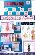 Image result for Human Body Lapbook