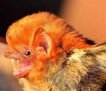 Image result for Western Red Bat